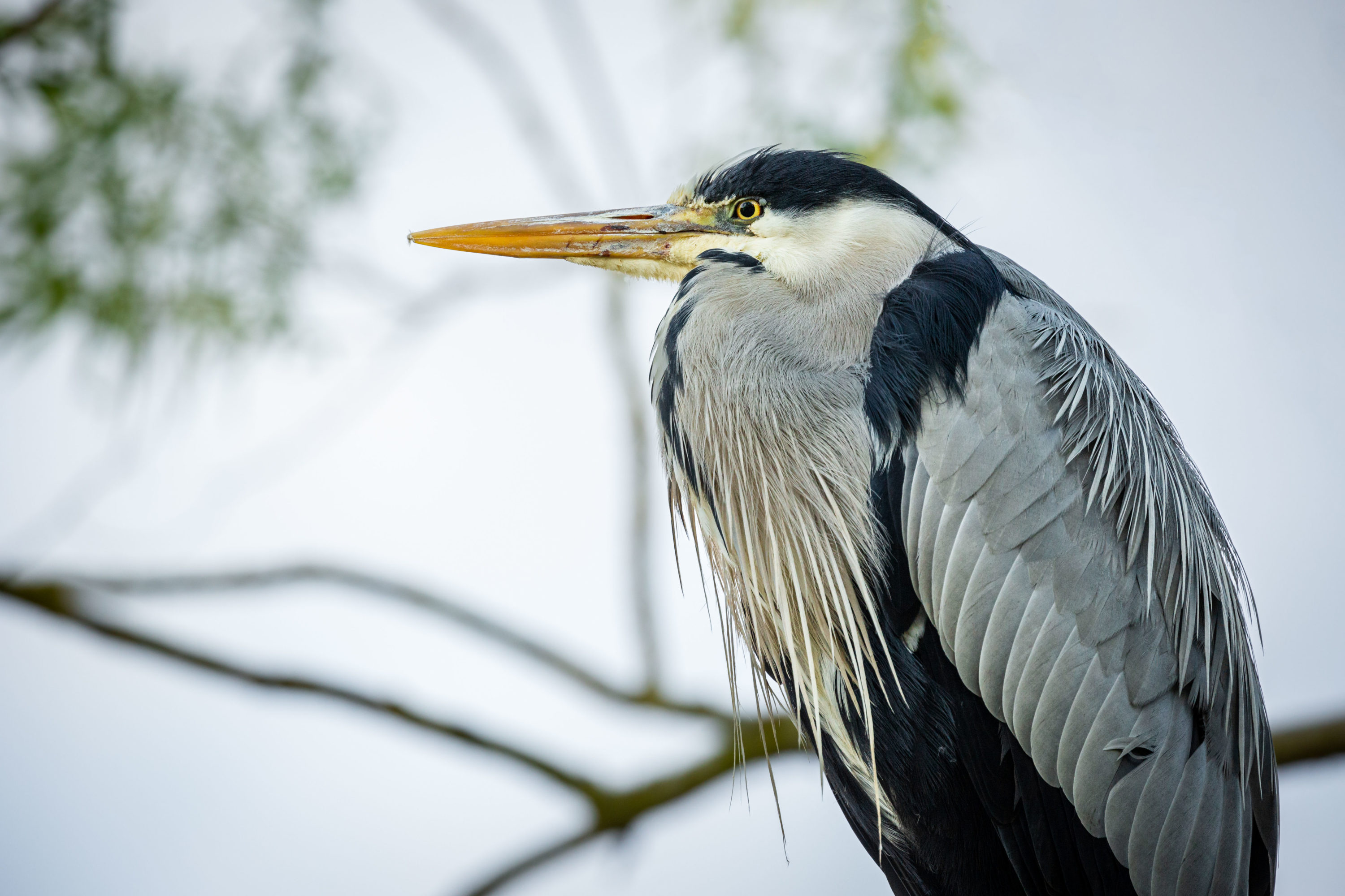 Heron portrait